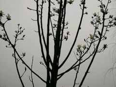 -白鹭湾湿地公园