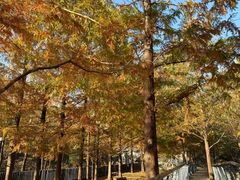 -白水寺森林公园