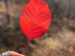 -龙云山风景区-鹿皮关长城