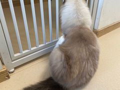 -猫在这儿猫咪咖啡馆·撸猫馆