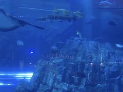 -迪拜水族馆及水下动物园