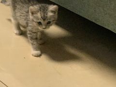 -BABIT巴比特宠物(MOMOPARK店)