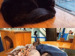 -猫小院猫主题咖啡厅(北锣店)