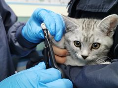 -佳怡动物医院·平价24小时·猫专科骨外科
