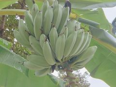 -云溪植物园