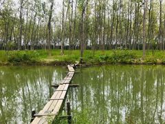 -合肥滨湖国家森林公园