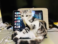 -猫大福·Fortune Cat猫舍(百子湾店)