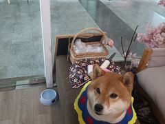 -柴迷FANS CLUB·柴犬狗咖·猫咖