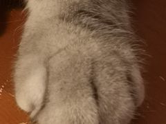 -Cappucimeow猫咪咖啡馆(韦伯时代店)