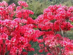 -祁门牯牛降观音堂风景区
