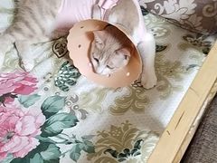 -伟伟宠物医院·CT影像中心·瑞派犬猫综合性门诊(汉口总院)