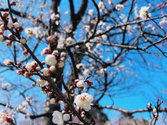 -梅花山(明孝陵内)