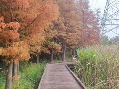 -昆山城市生态森林公园