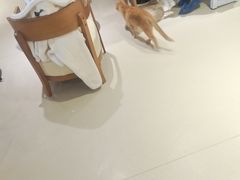 -藏猫猫咖啡主题馆(中央大道店)