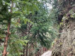 -金子山原生态旅游风景区