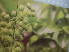 -半天妖烤鱼(东方新天地店)