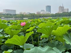 -莲花池公园