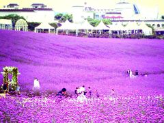 -紫颐香薰山谷景区