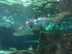 -悉尼海洋生物水族馆