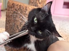 -毛绒耶耶撸宠馆·猫咖·狗咖·荷兰猪咖