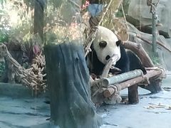 -灵玲国际马戏城