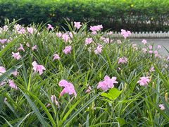 -广东花都湖国家湿地公园
