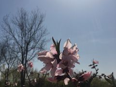 -大兴滨河森林公园