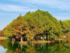 -贡湖湾湿地公园