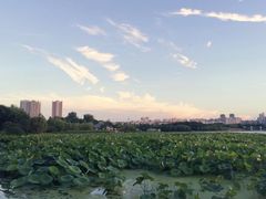 -月湖风景区