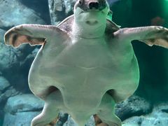 -上海海洋水族馆