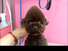 -爱宠屋pet shop·宠物洗澡·宠物美容