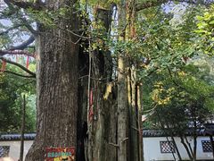 -西湖风景区十里琅珰-五云山