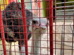 -荆州中山公园动物园