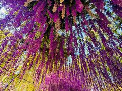 -大塘金香草谷