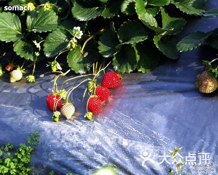 丁丁草莓园丁丁草莓园图片-北京采摘/农家乐-大众点评网