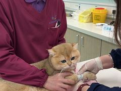 -北京观赏动物医院·24小时大型综合·猫专科·异宠专科