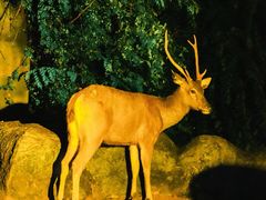 -清迈夜间动物园