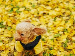 -心仪动物医院·牙专科·肿瘤·心脏科(西客站院)