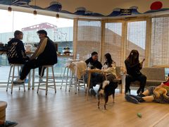 -南京Hallo宠物乐园·哈罗犬舍·柴犬繁育基地