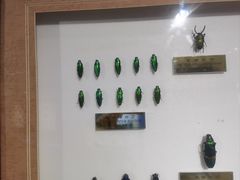 -上海昆虫博物馆