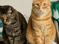 -PETKIT 小佩宠物·低压洗护·美容·寄养(安远店)