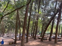 -南宁良凤江国家森林公园