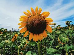 -光明小镇欢乐田园