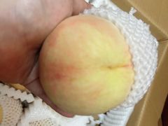 -南汇新场正宗水蜜桃采摘