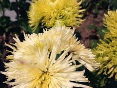 -上海鲜花港