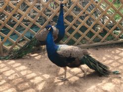 -萌宠亲子动物乐园(槐房万达店)