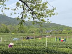 -中国茶叶博物馆(双峰馆区)