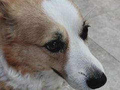 -美联众合动物医院·24h转诊中心