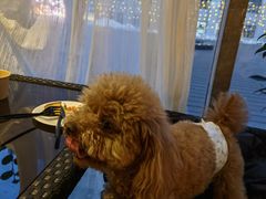 -百好乐宠物友好餐厅(朝外大街店)