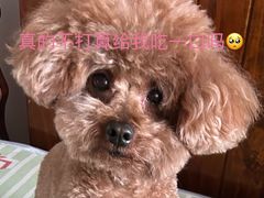 -心仪动物医院·牙专科·肿瘤·心脏科(西客站院)